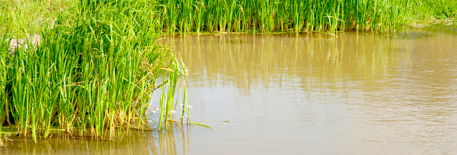 Aquatic Microbiology